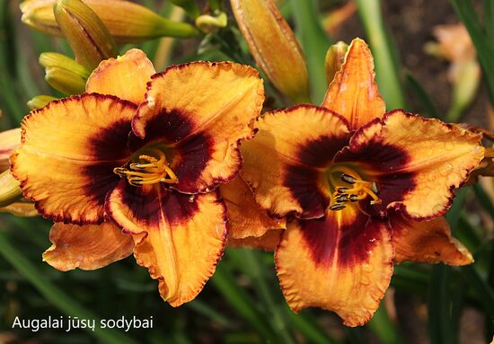 Viendienė (Hemerocallis) 'Happy Halloween'